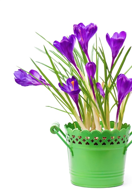 Crocus flower in the spring isolated on white