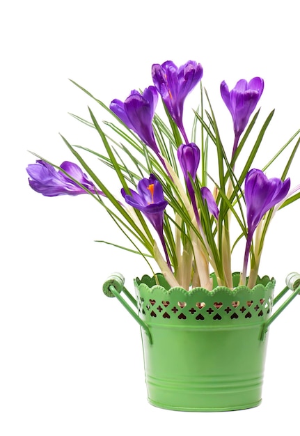 Fiore del croco in primavera isolato su bianco