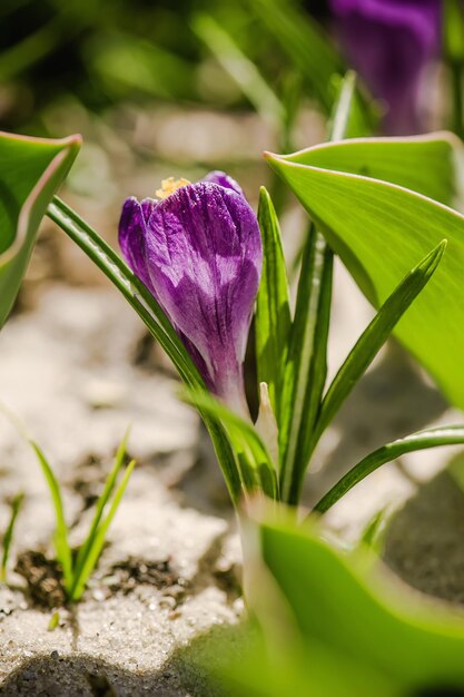 Crocus flower