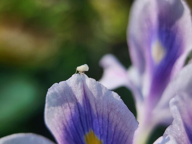 crocus flower