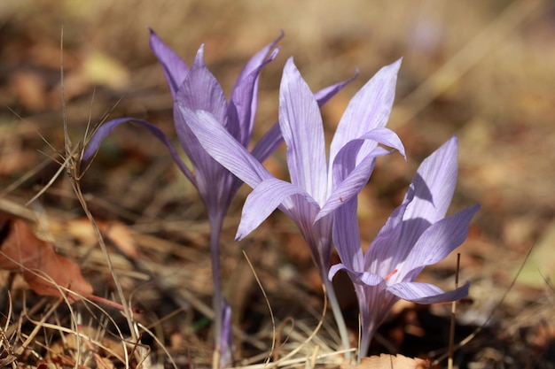 Crocus flowers in autumn