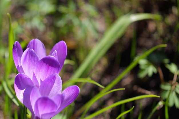 Crocus flowers on blurred nature