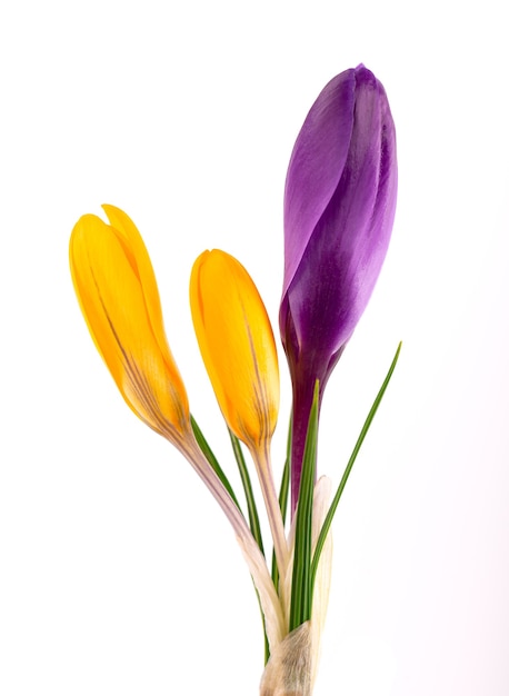 Crocus flowers bouquet, isolated on white surface