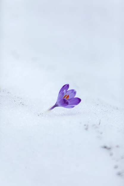 春の初日にクロッカスの花