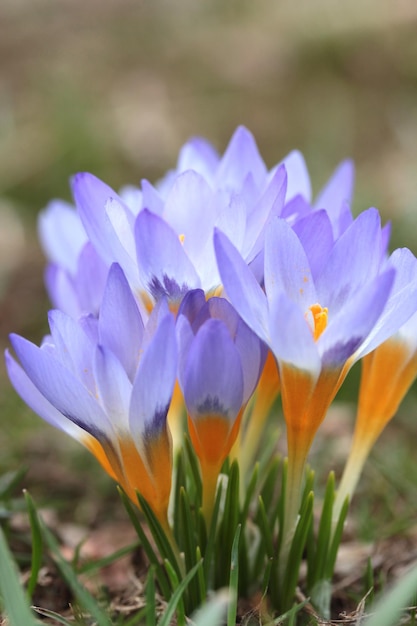 Фото Цветы крокусы весной