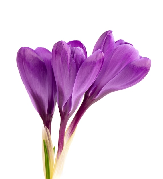 Crocus flowers isolated on white surface