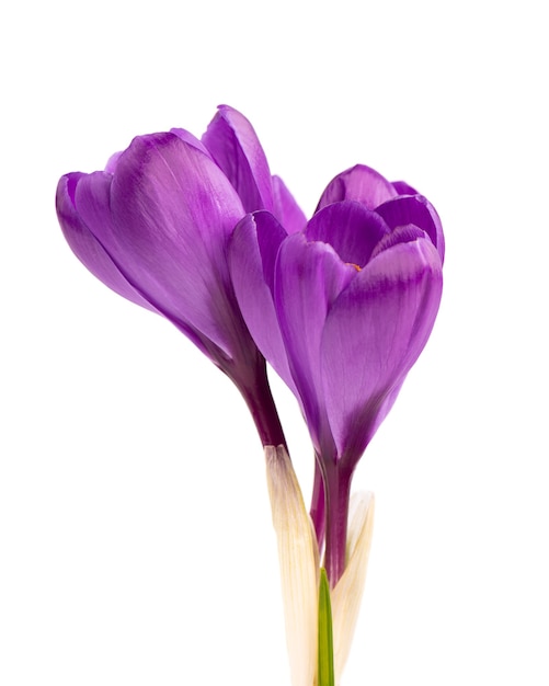 Crocus flowers isolated on white surface