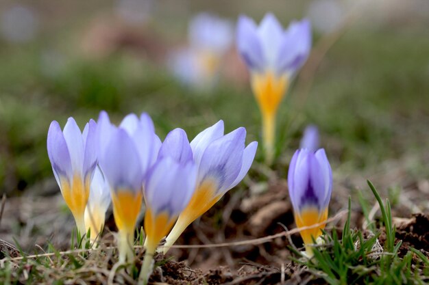 春のクロッカスの花