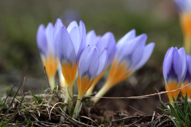 春のクロッカスの花