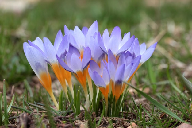 春のクロッカスの花