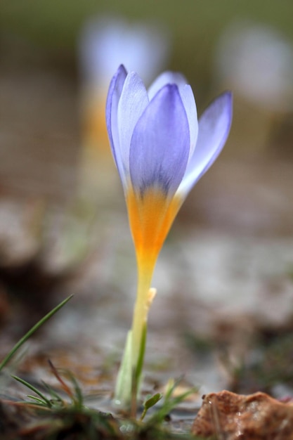 Crocus Flowers In Spring