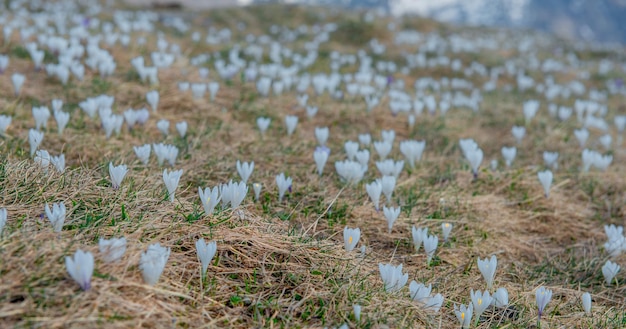 Foto fiori di croco che sfidano la neve