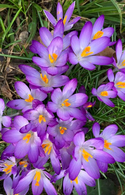 Crocus flowers in wintertime germany