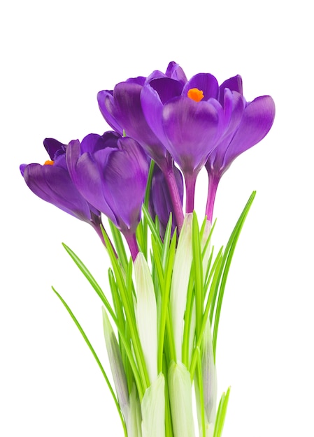 Crocus flowers