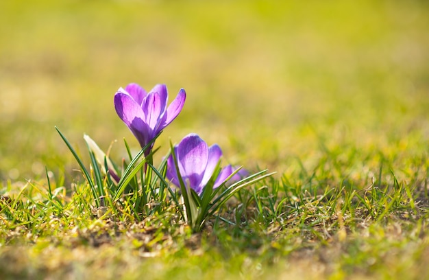 Crocus flowers