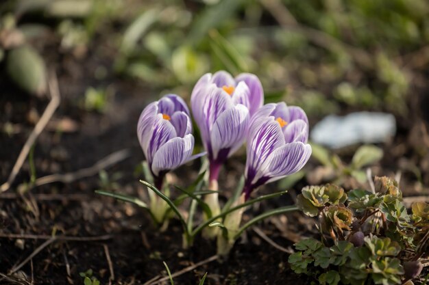 Photo crocus flowers