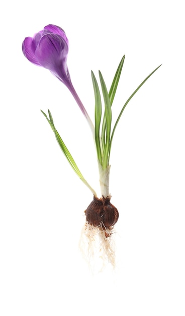 Crocus plant met paarse bloem geïsoleerd op wit