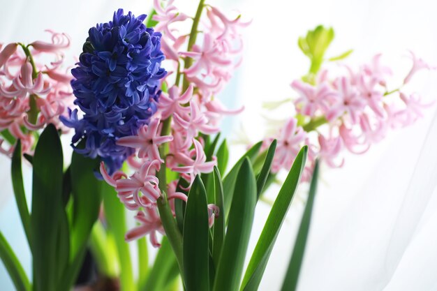 クロッカス、複数のクロッカスまたはクロッカスは、アヤメ科の顕花植物の属です。単一のクロッカス、クロッカスの束、クロッカスでいっぱいの牧草地、クローズアップクロッカス。白い背景の上のクロッカス。