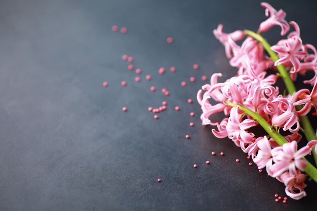 クロッカス、複数のクロッカスまたはクロッカスは、アヤメ科の顕花植物の属です。単一のクロッカス、クロッカスの束、クロッカスでいっぱいの牧草地、クローズアップクロッカス。白い背景の上のクロッカス。