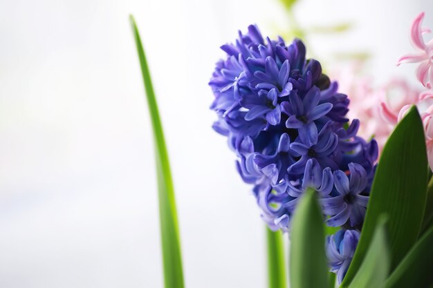 クロッカス、複数のクロッカスまたはクロッカスは、アヤメ科の顕花植物の属です。単一のクロッカス、クロッカスの束、クロッカスでいっぱいの牧草地、クローズアップクロッカス。白い背景の上のクロッカス。