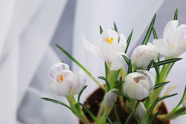 Crocus, 복수형 crocuses 또는 croci는 홍채 가족에 있는 꽃 피는 식물의 속입니다. 크로커스 한 마리, 크로커스 무리, 크로커스가 가득한 초원, 클로즈업 크로커스. 흰색 배경에 크 로커 스입니다.