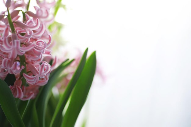 クロッカス、複数のクロッカスまたはクロッカスは、アヤメ科の顕花植物の属です。単一のクロッカス、クロッカスの束、クロッカスでいっぱいの牧草地、クローズアップクロッカス。白い背景の上のクロッカス。