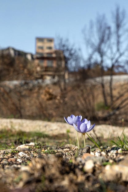 Foto crocus pulchellus o crocus peloso fiore viola all'inizio della primavera dopo gli incendi vicino alle miniere di zinco kirki evros grecia natura rinata