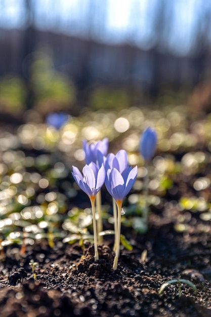 크로커스 풀러스 (Crocus pulchellus) 또는 털이 많은 크로커스가 숲에서 봄 초에 보라색 꽃을 피운다.