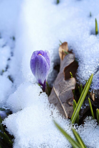 雪の中のクロッカス最初の春の花