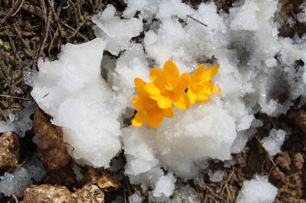 Crocus in snow