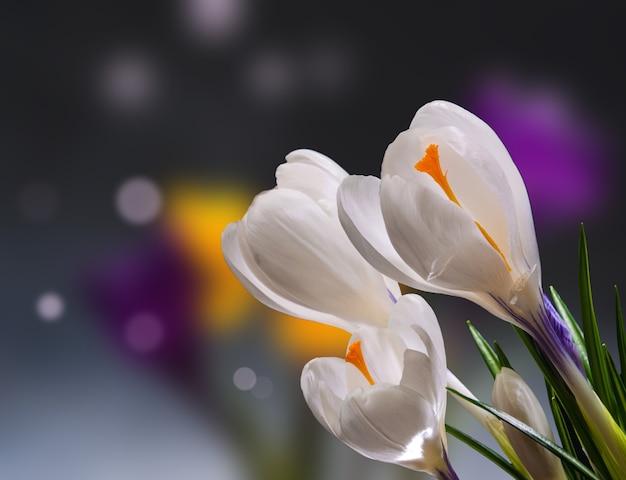 Крокус Весенние цветы на темном фоне