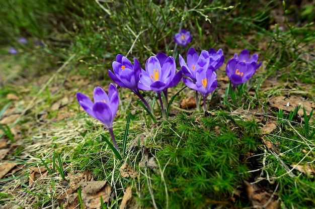 山の牧草地にクロッカスの春の花