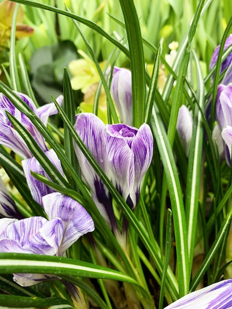 Crocus vernus pickwick crocus vernus pickwick crocus white flowers with purple veins in the lawn hi