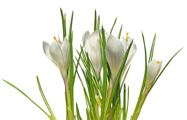 Crocus white