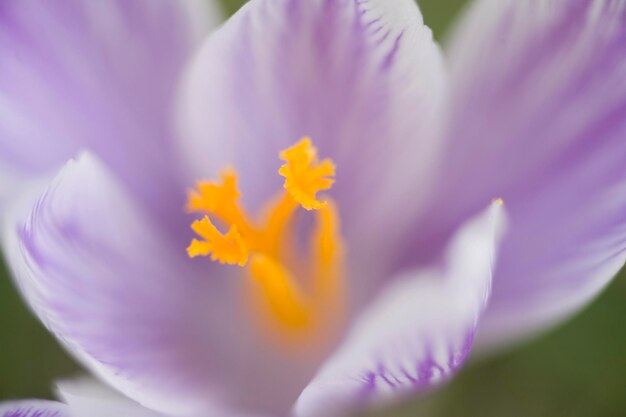 Crocus