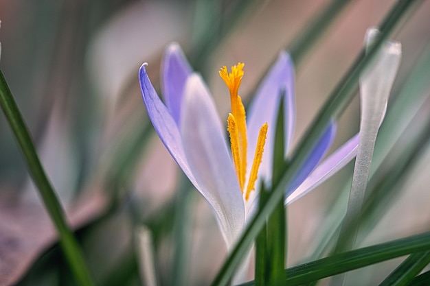 Crocusbloem op een weide delicaat en met een licht vervaagde achtergrond Bloem