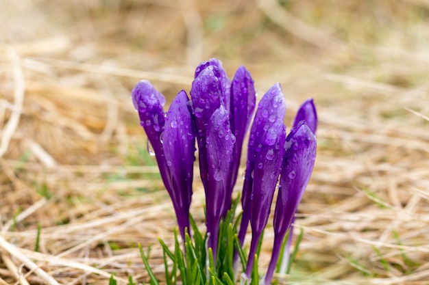 The crocuses are decorated in purple colors, the dry grass field. 