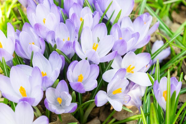 Crocuses blooming