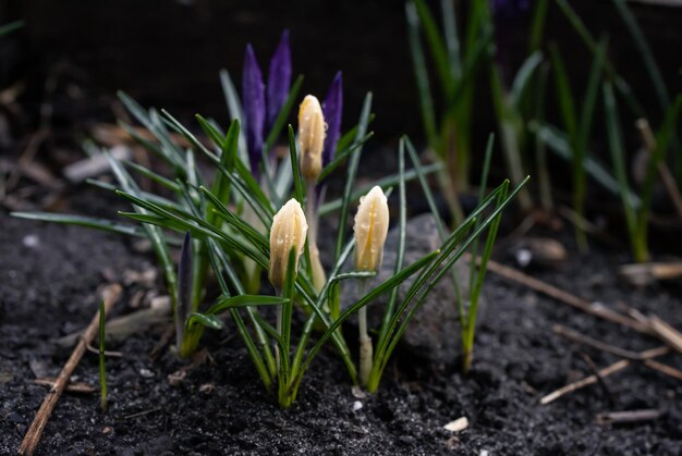 Crocuses flowers in rainy weather