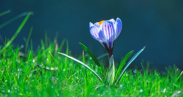 Crocuses on green grass Selective focus closeup