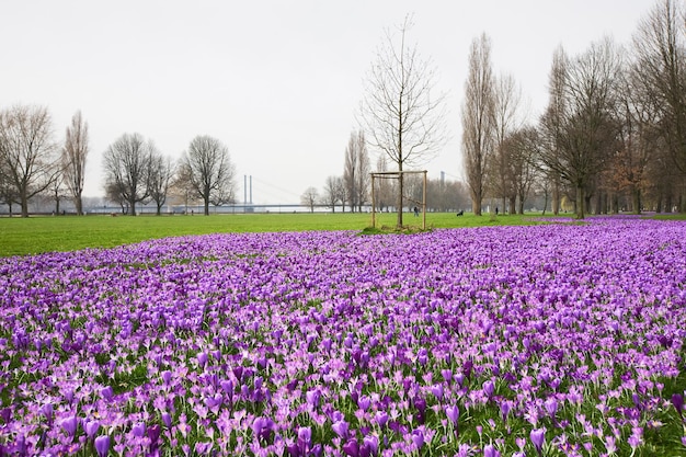 Crocuses on meadow beside Rhine, Duesseldorf, Germany