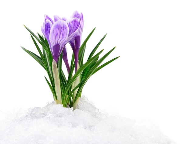 Crocuses and snow