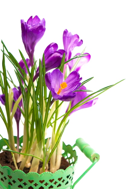 Crocuses spring flowers in a green pot isolated on white background