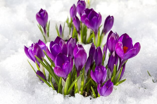 Crocuses in spring