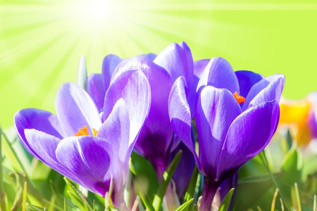 Photo crocuses stand in a meadow in spring and bloom splendidly