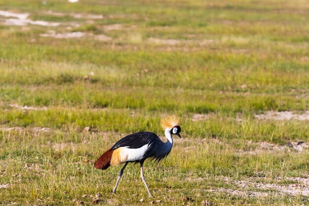 Crone kraan op de wal. Amboseli, Kenia