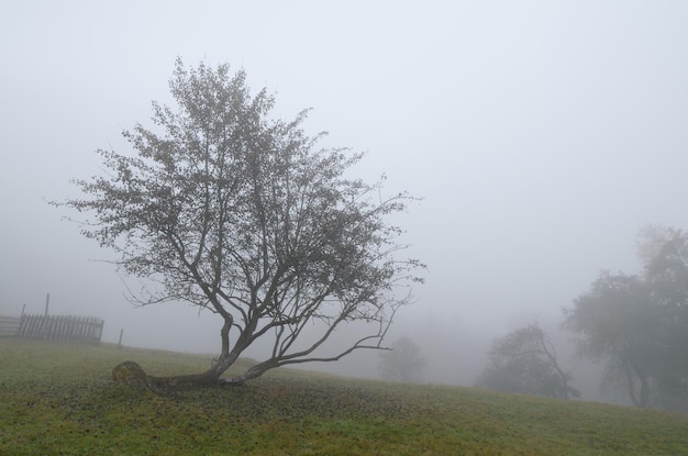 Photo crooked apple trees in the garden of the mountain village. foggy weather in the fall. it's a nasty day. carpathians, ukraine