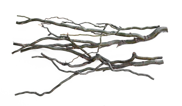 crooked green branches isolated on white background