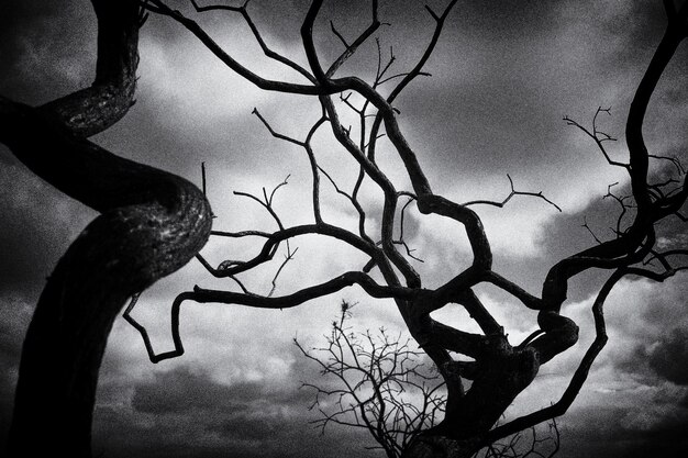 Photo crooked tree against dramatic sky