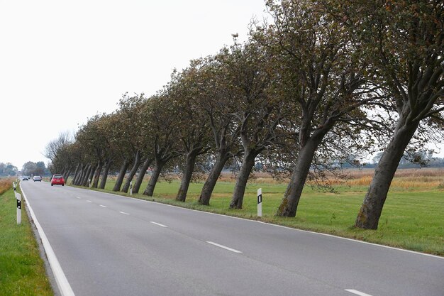 Photo crooked trees caused by wind on a country road mecklenburgwestern pomerania germany